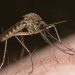 Death toll from Rift Valley Fever in Wajir rises to five
