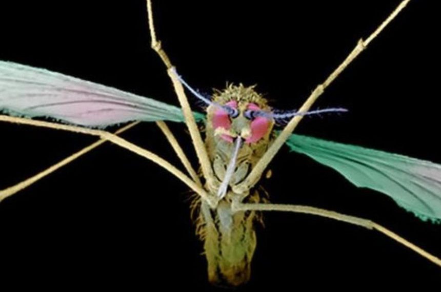 First malaria drug in 60 years given approval