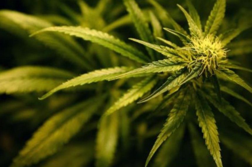Medicinal cannabis products to be legalised