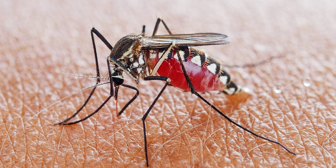 African Union launches a continent-wide anti-malaria campaign