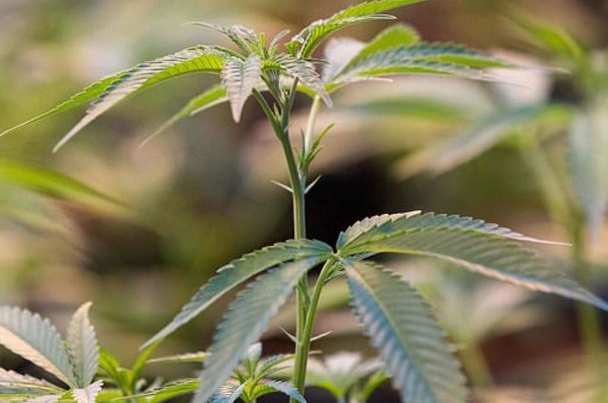 Why myth on cannabis curing cancer has no basis