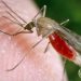 GM fungus rapidly kills 99% of malaria mosquitoes, study suggests
