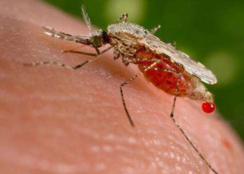 11 people die following malaria outbreak in Baringo