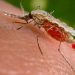11 people die following malaria outbreak in Baringo