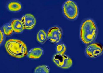 Candida auris fungal infections spreading in US at ‘alarming’ rate, says CDC