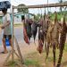 Bushmeat consumption unchanged by COVID-19 in Kenya and Tanzania border towns, new study reveals