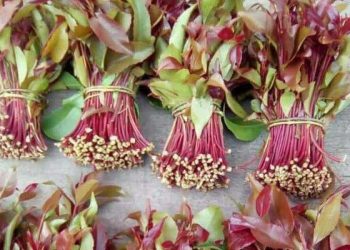 PSK opposes bill that exempts Miraa classification as a psychotropic substance