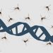 Regulatory Harmonization, Community Engagement Key to Malaria Gene Drive Rollout